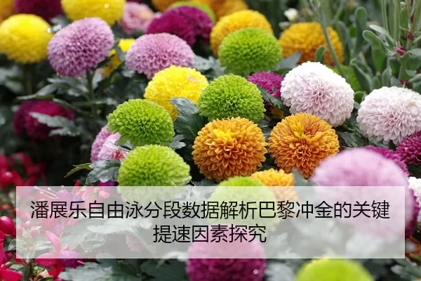潘展乐自由泳分段数据解析巴黎冲金的关键提速因素探究